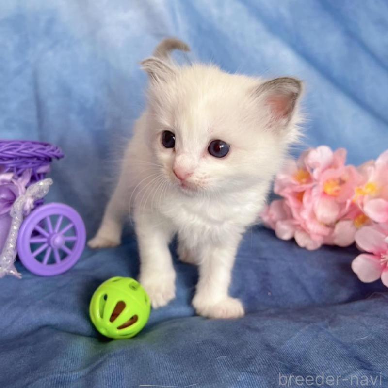 販売中の千葉県のラグドール-136637の2枚目