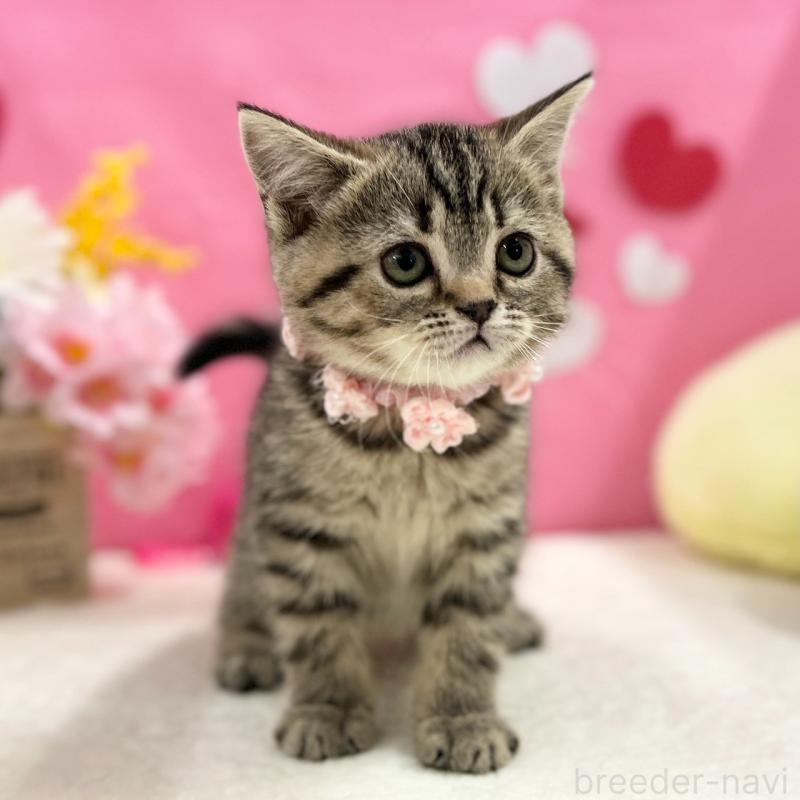 販売中の神奈川県のスコティッシュフォールド-136638の10枚目