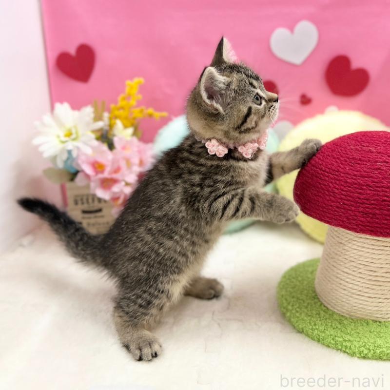 販売中の神奈川県のスコティッシュフォールド-136638の8枚目