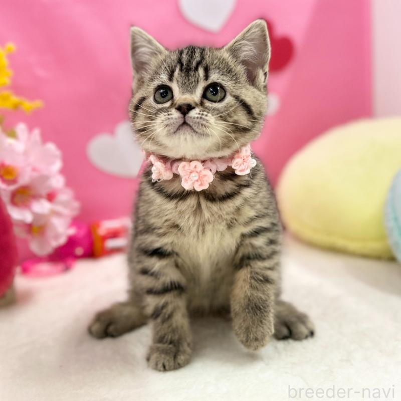 販売中の神奈川県のスコティッシュフォールド-136638の6枚目