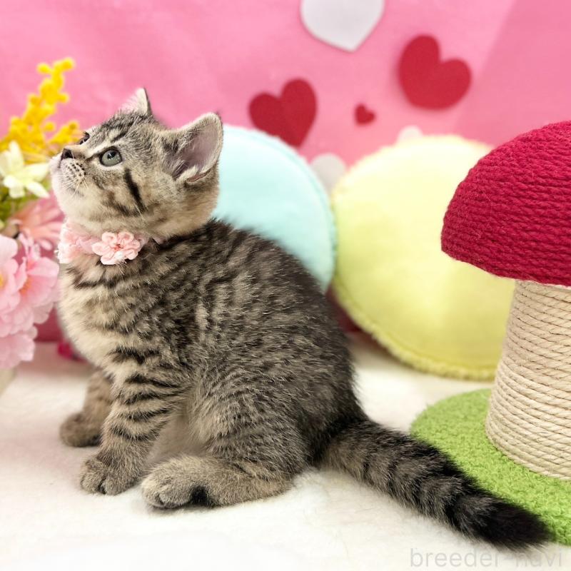 販売中の神奈川県のスコティッシュフォールド-136638の5枚目