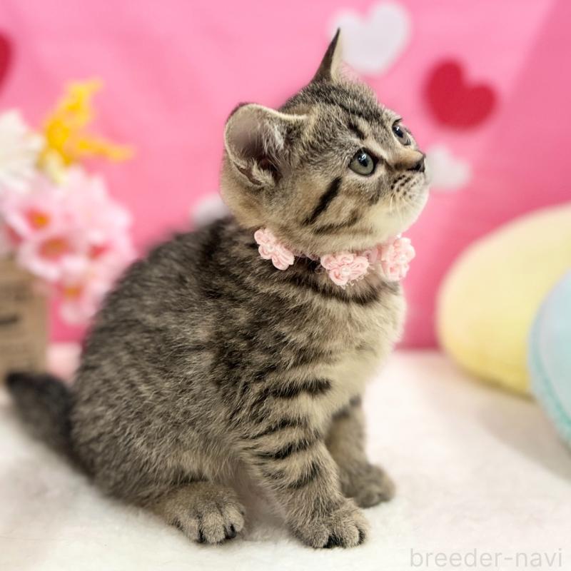 販売中の神奈川県のスコティッシュフォールド-136638の4枚目