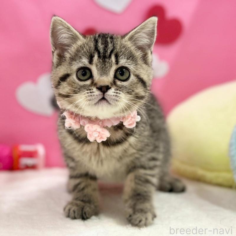 販売中の神奈川県のスコティッシュフォールド-136638の1枚目