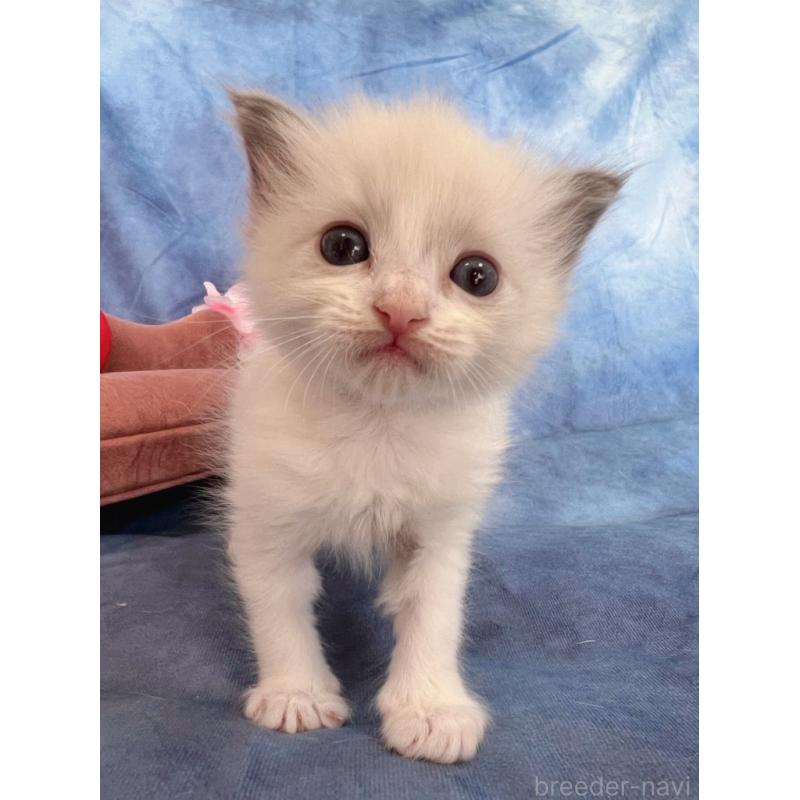 販売中の千葉県のラグドール-136639の8枚目