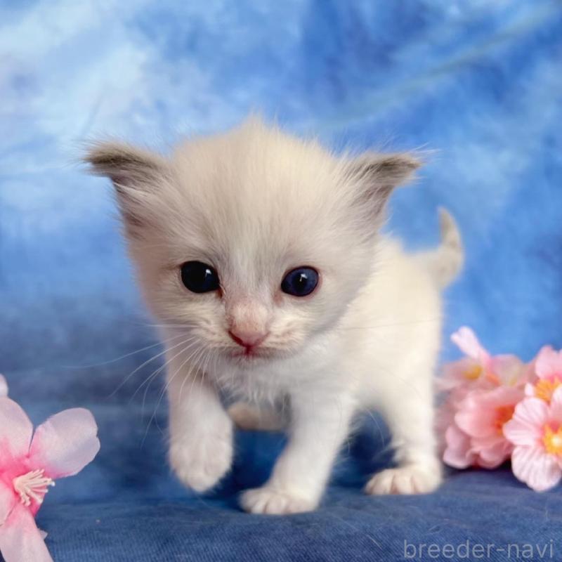 販売中の千葉県のラグドール-136639の6枚目