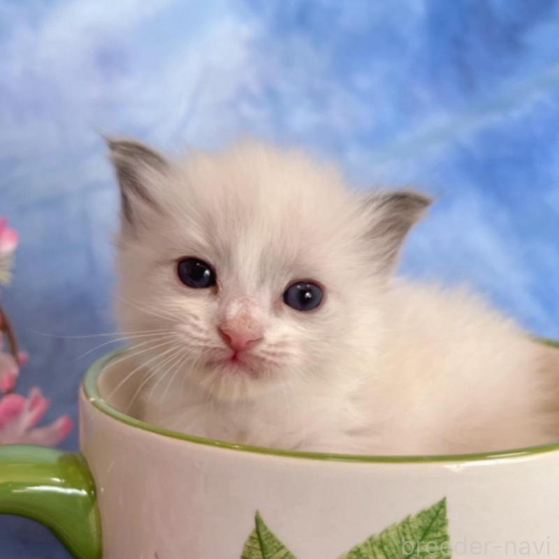 販売中の千葉県のラグドール-136639の5枚目