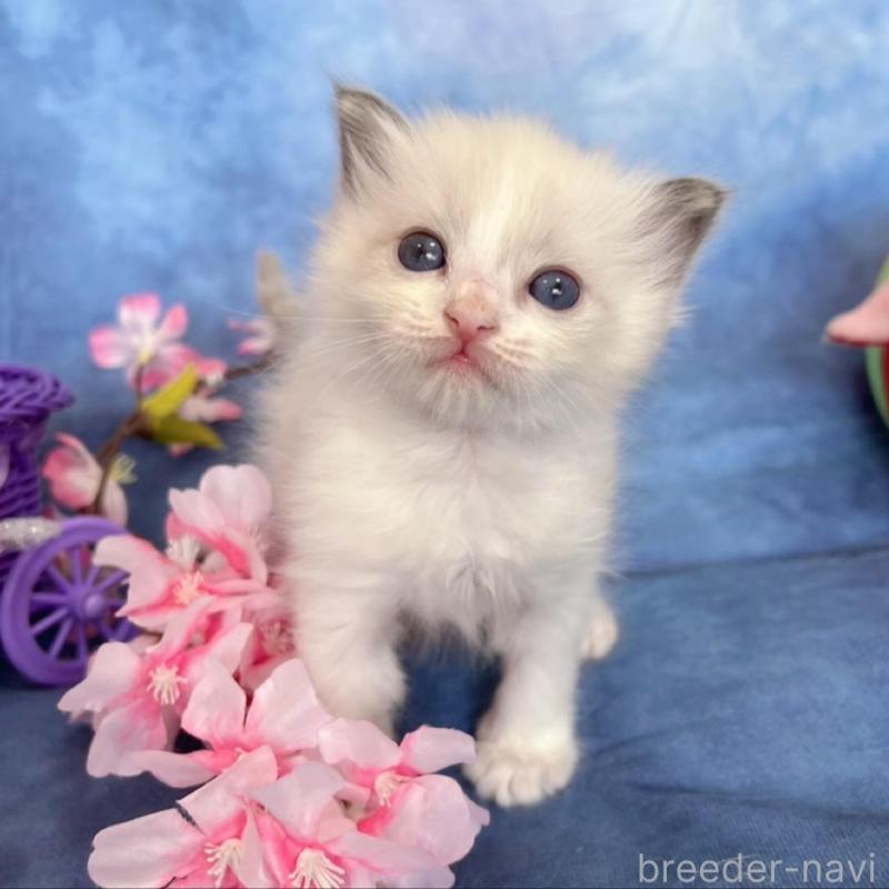 販売中の千葉県のラグドール-136639