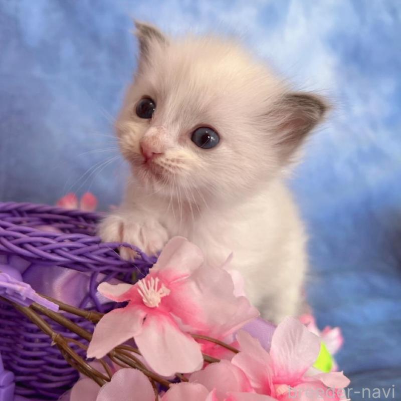 販売中の千葉県のラグドール-136639の4枚目