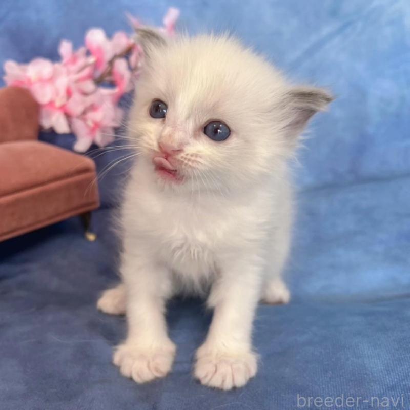 販売中の千葉県のラグドール-136639の3枚目