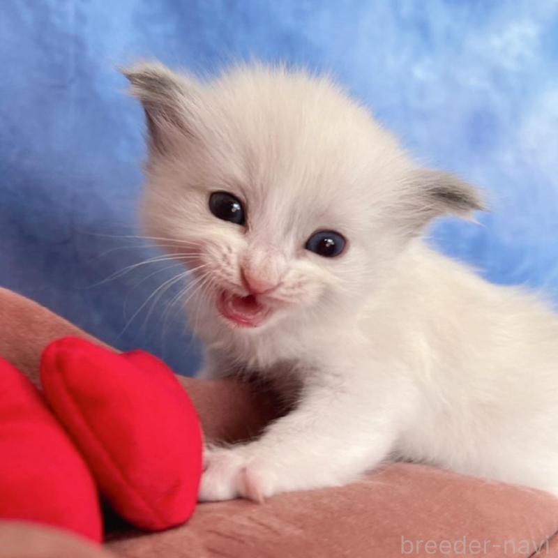 販売中の千葉県のラグドール-136639の2枚目