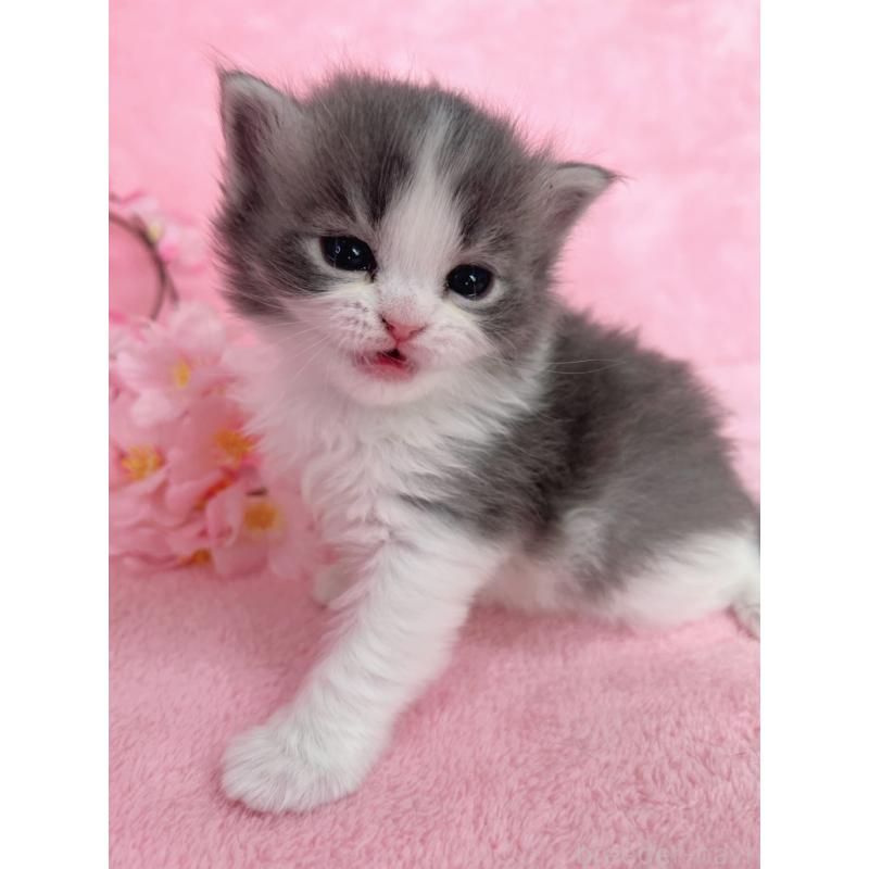 販売中の千葉県のサイベリアン-136640の11枚目