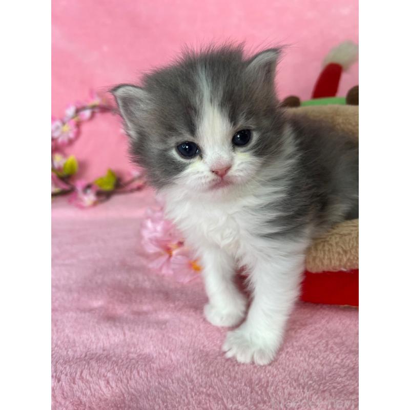 販売中の千葉県のサイベリアン-136640の10枚目