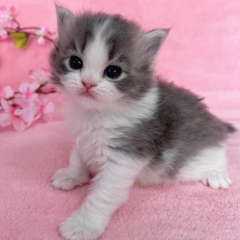 販売中の千葉県のサイベリアン-136640の8枚目