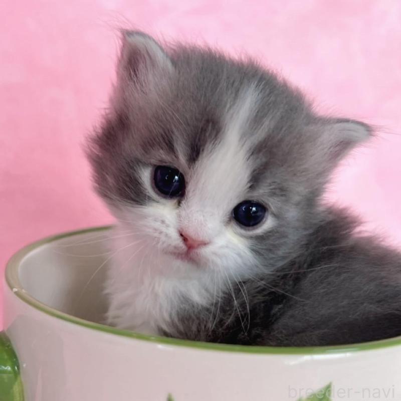 販売中の千葉県のサイベリアン-136640の7枚目