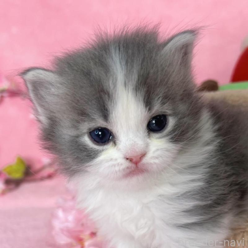 販売中の千葉県のサイベリアン-136640