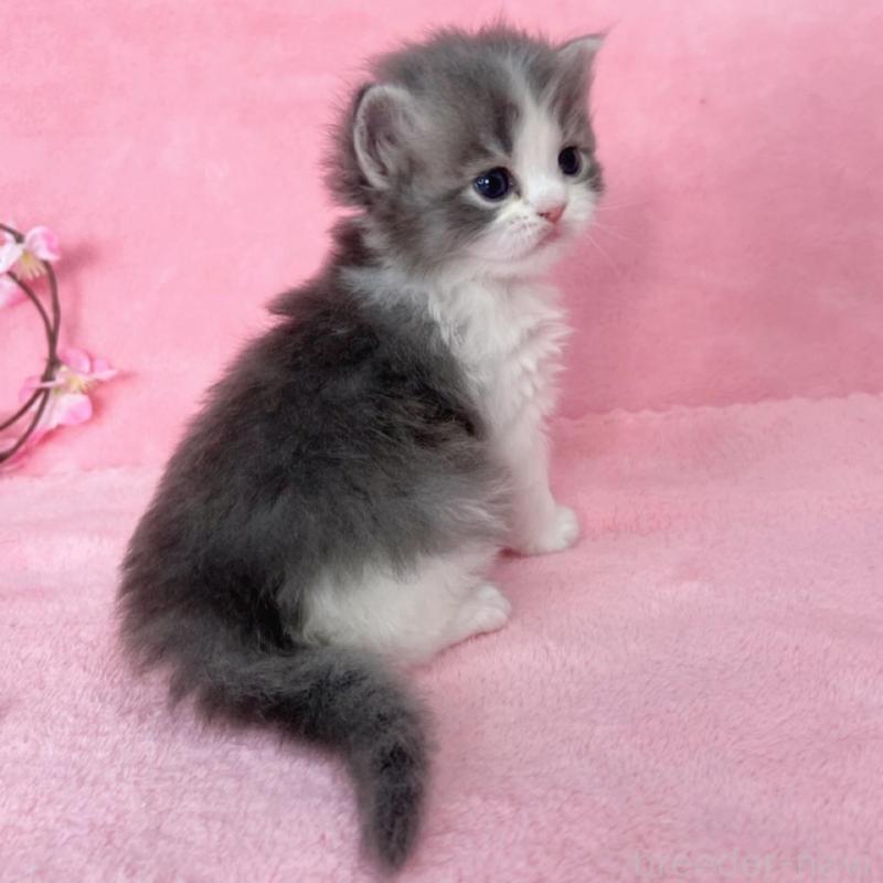 販売中の千葉県のサイベリアン-136640の5枚目