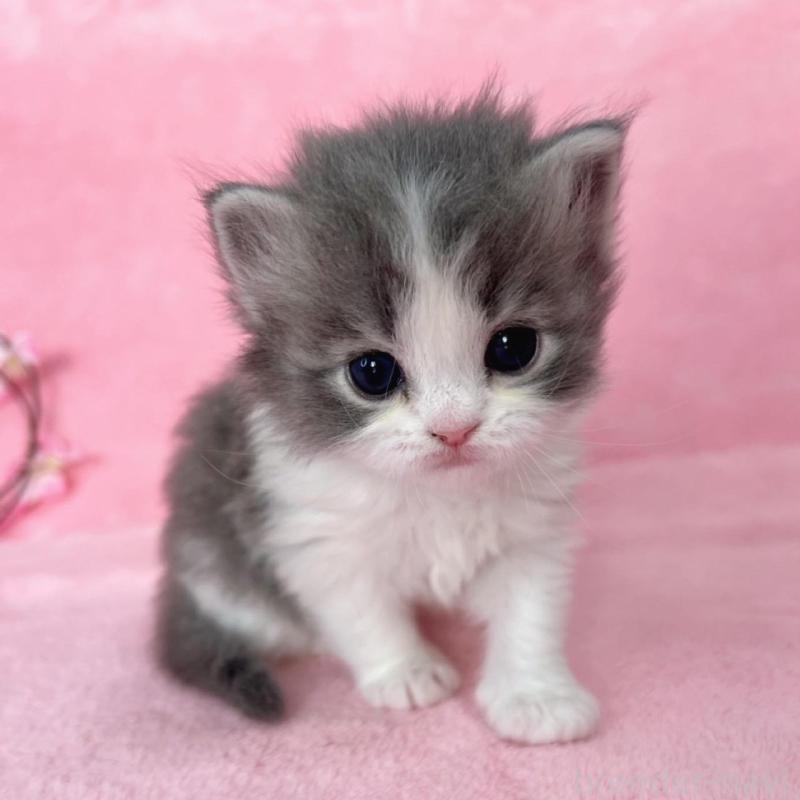 販売中の千葉県のサイベリアン-136640の4枚目