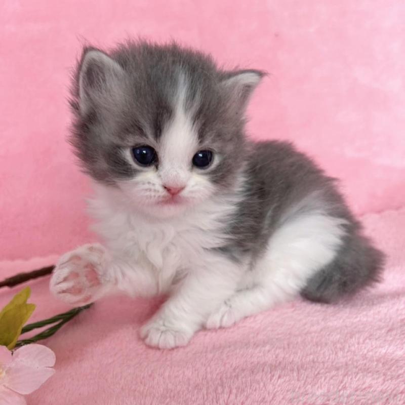 販売中の千葉県のサイベリアン-136640の3枚目