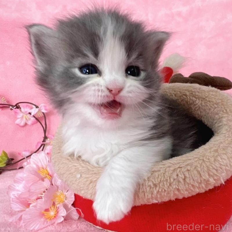 販売中の千葉県のサイベリアン-136640の2枚目