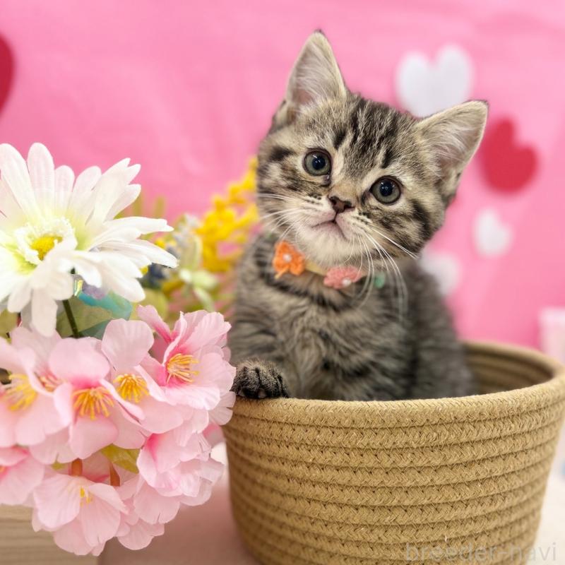 販売中の神奈川県のスコティッシュフォールド-136641の10枚目