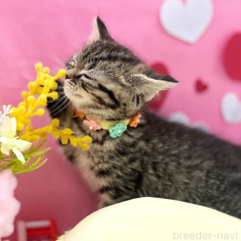 販売中の神奈川県のスコティッシュフォールド-136641の9枚目