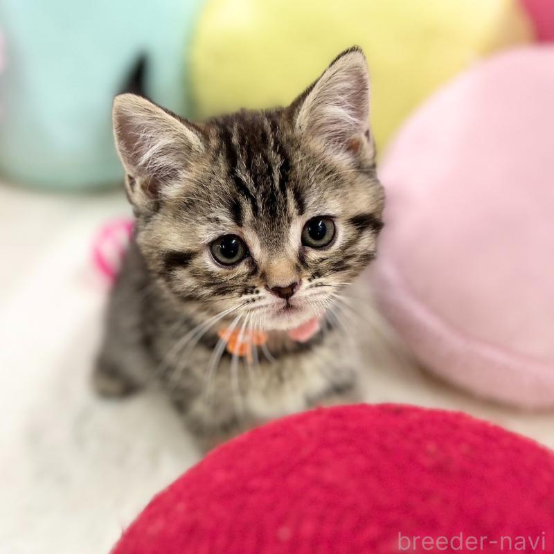 販売中の神奈川県のスコティッシュフォールド-136641の7枚目