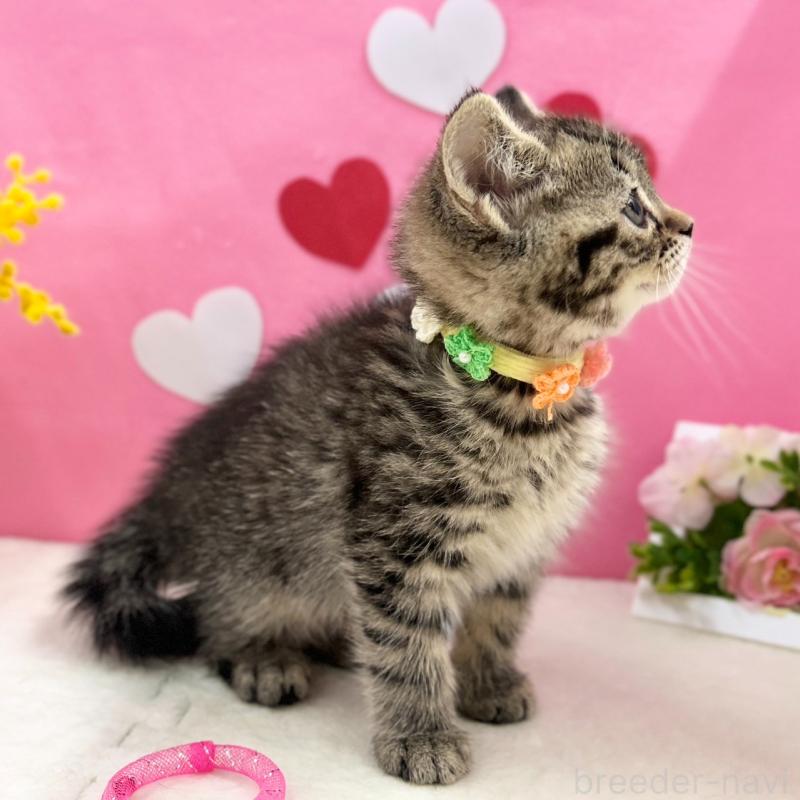 販売中の神奈川県のスコティッシュフォールド-136641の5枚目