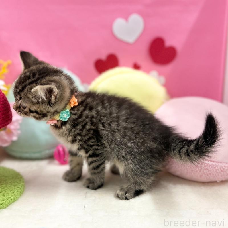 販売中の神奈川県のスコティッシュフォールド-136641の4枚目