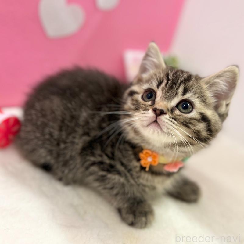 販売中の神奈川県のスコティッシュフォールド-136641の2枚目