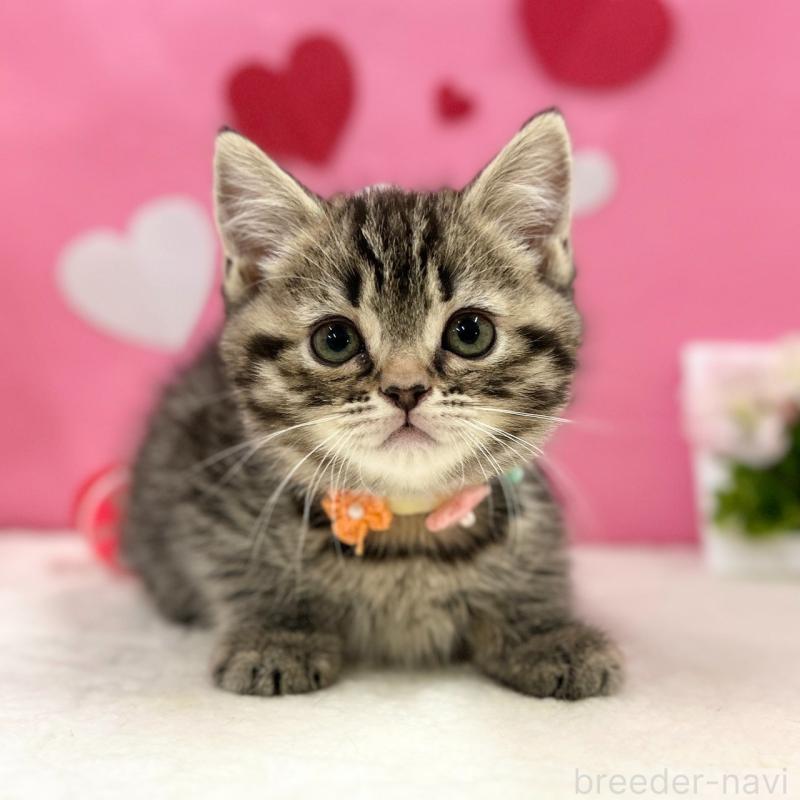 販売中の神奈川県のスコティッシュフォールド-136641