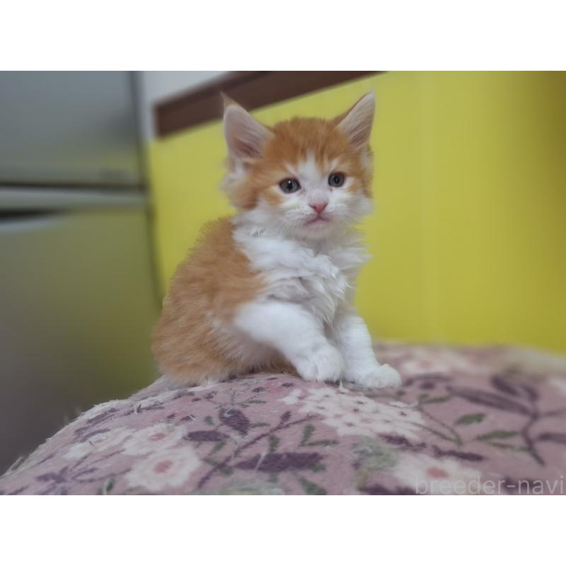 販売中の京都府のメインクーン-136645の7枚目