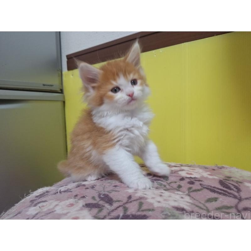 販売中の京都府のメインクーン-136645の6枚目