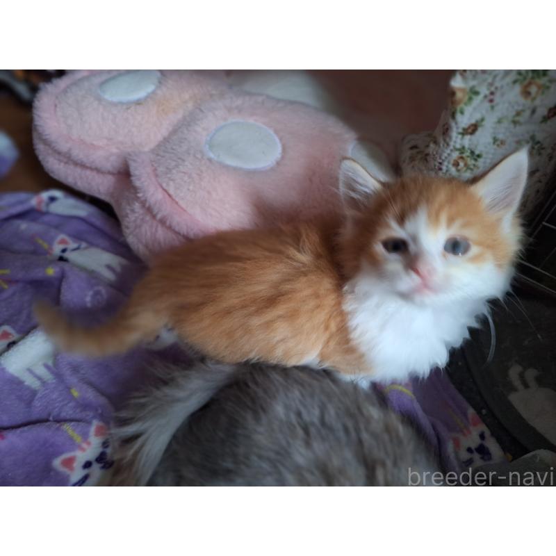 販売中の京都府のメインクーン-136645の5枚目