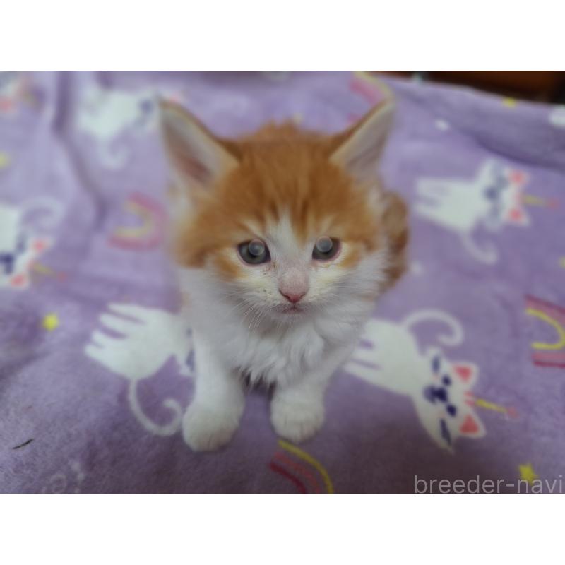 販売中の京都府のメインクーン-136645の3枚目