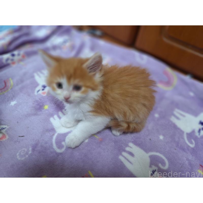 販売中の京都府のメインクーン-136645の2枚目