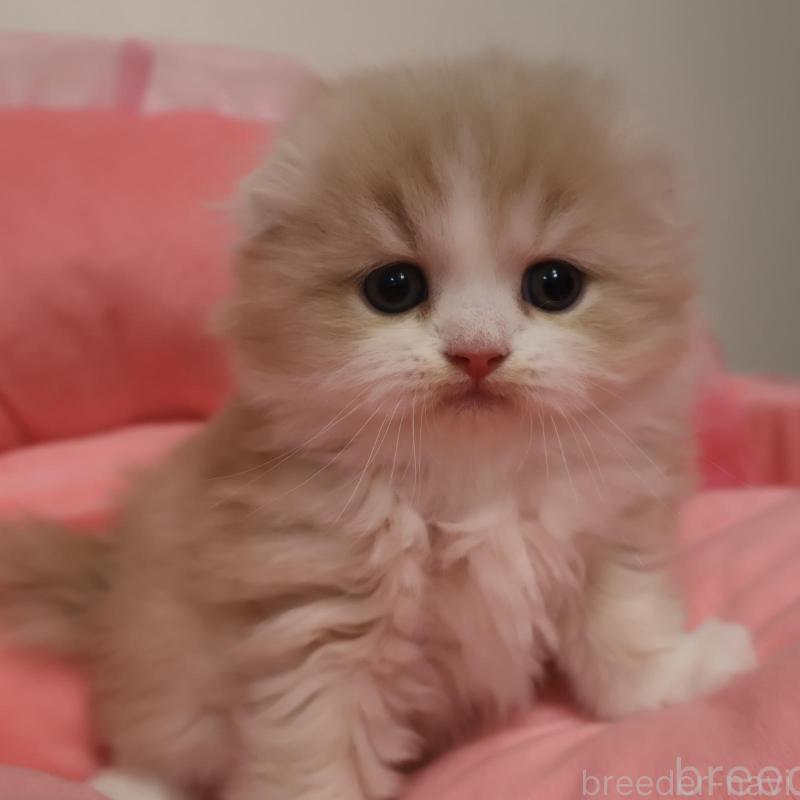 販売中の東京都のスコティッシュフォールド(折れ耳)-136643