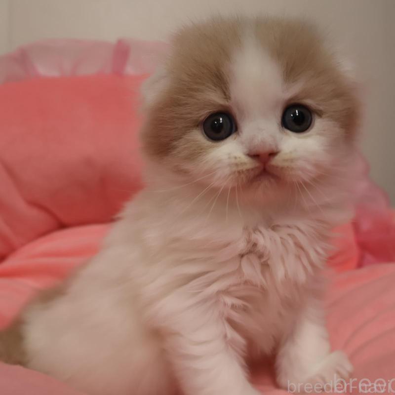 販売中の東京都のスコティッシュフォールド(折れ耳)-136644