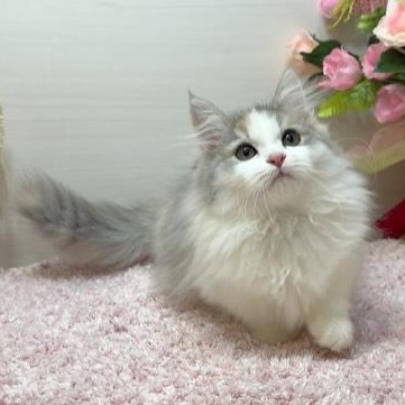 販売中の東京都のミヌエット(短足)-136646の7枚目