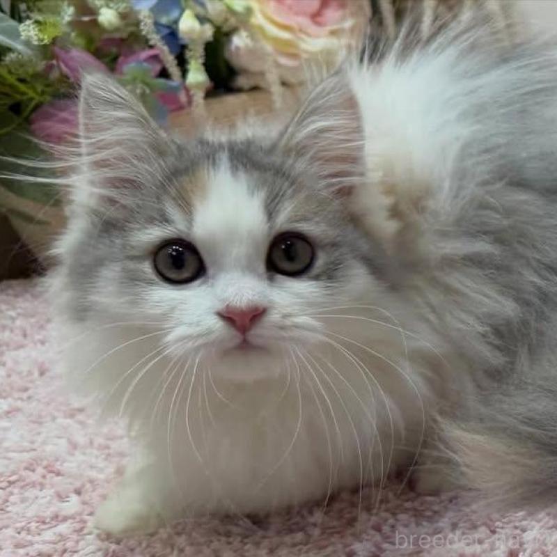 販売中の東京都のミヌエット(短足)-136646の6枚目