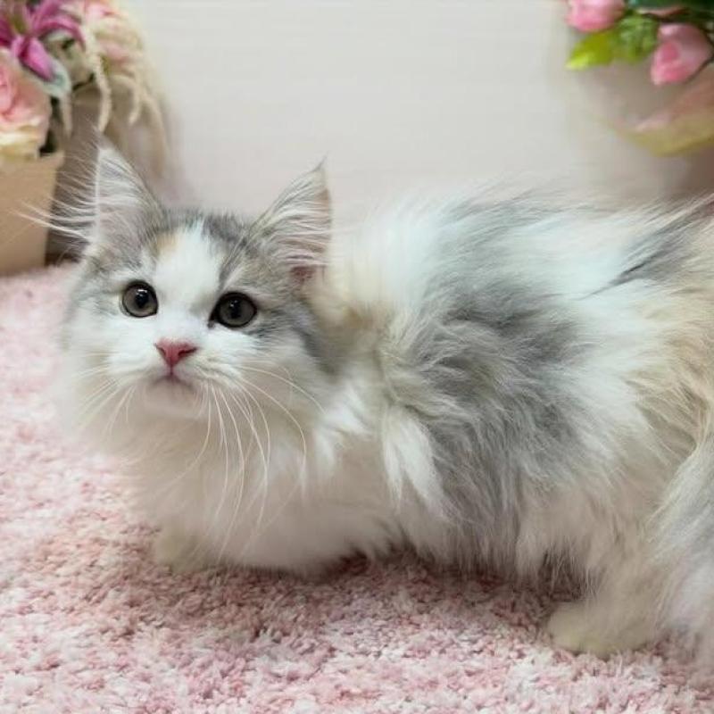 販売中の東京都のミヌエット(短足)-136646の4枚目