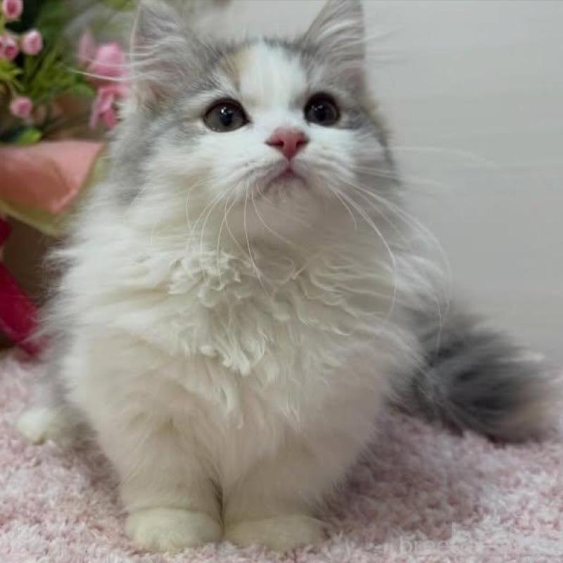 販売中の東京都のミヌエット(短足)-136646の2枚目