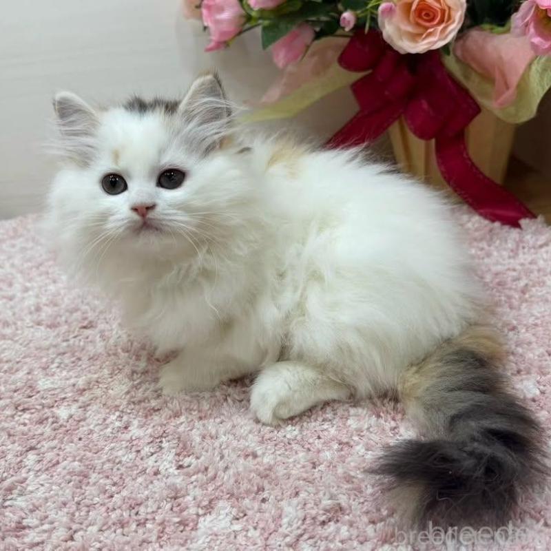 販売中の東京都のラガマフィン-136647の10枚目