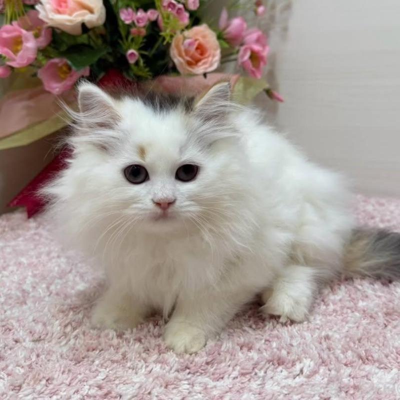 販売中の東京都のラガマフィン-136647の9枚目