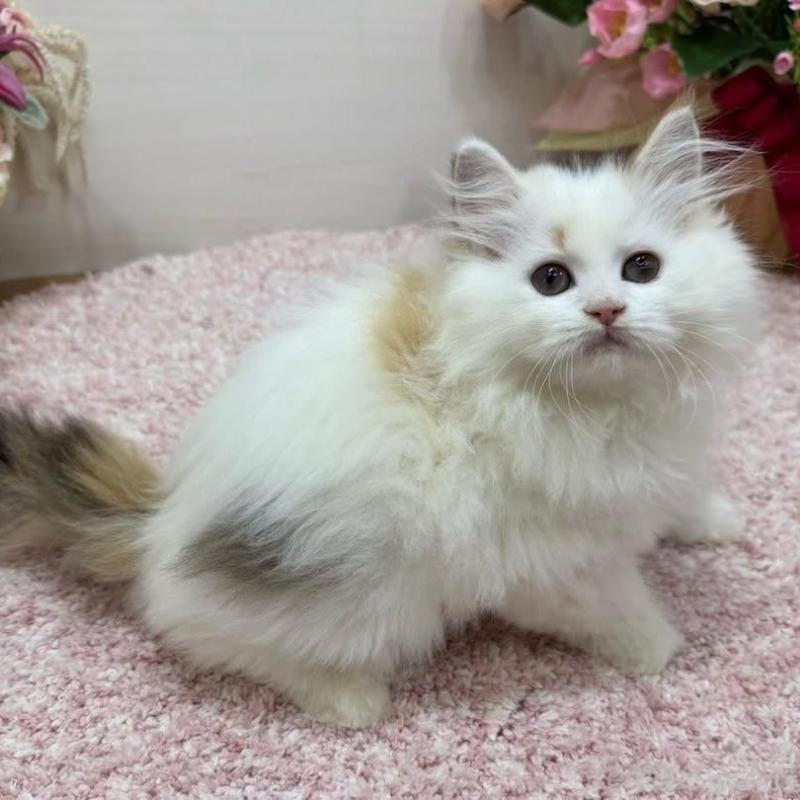 販売中の東京都のラガマフィン-136647の8枚目