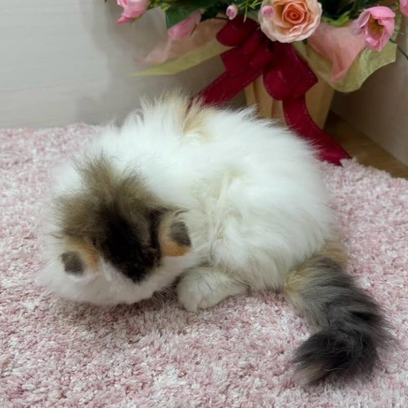 販売中の東京都のラガマフィン-136647の7枚目