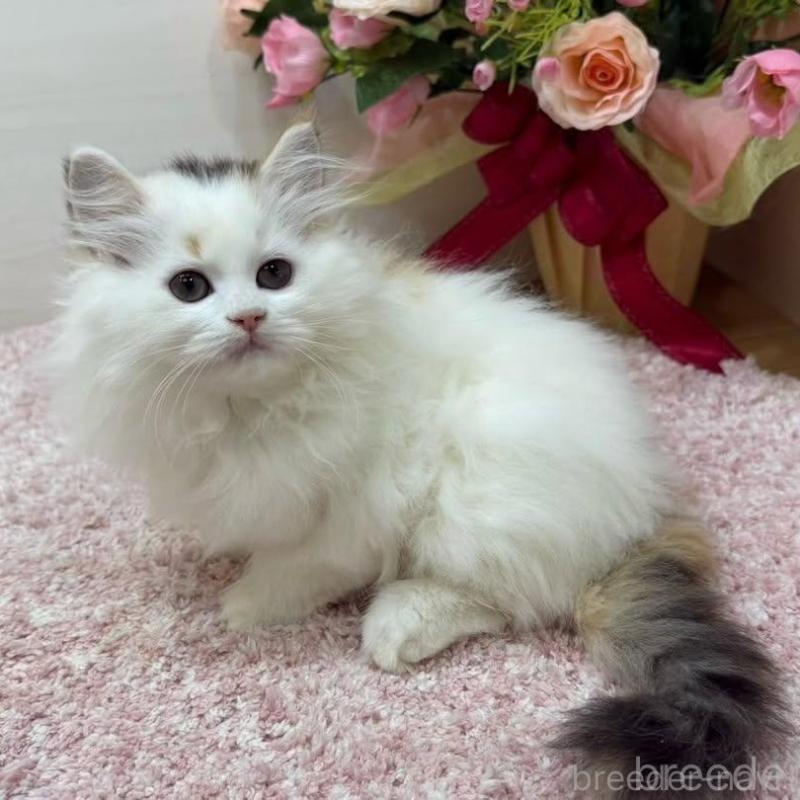 販売中の東京都のラガマフィン-136647の6枚目