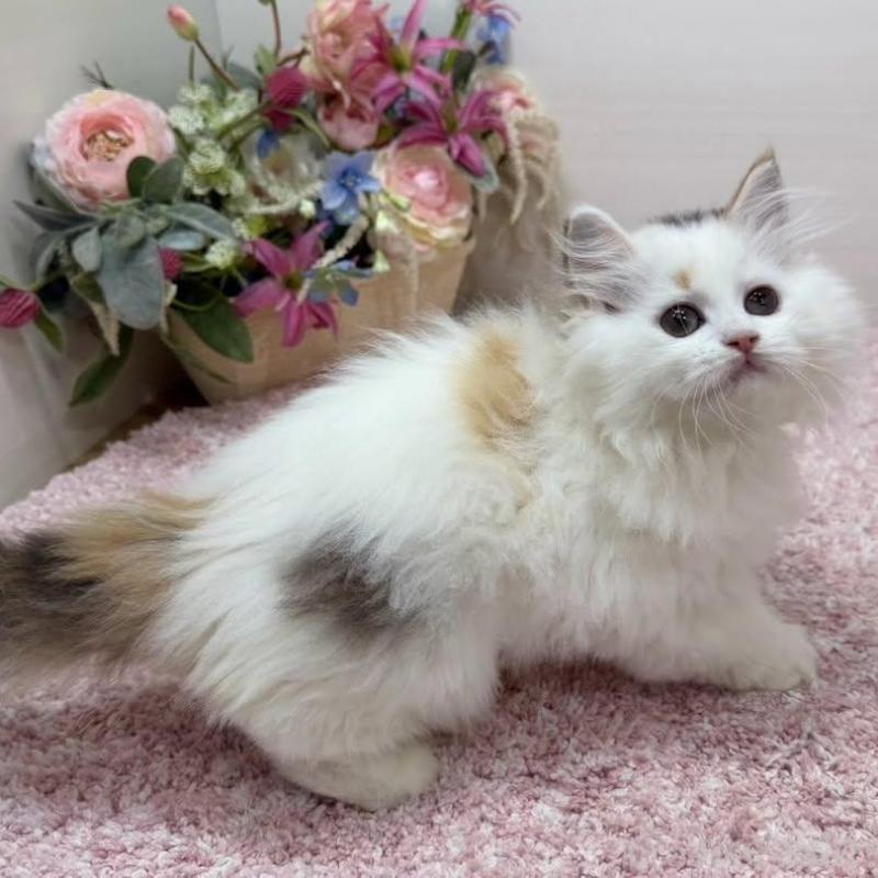 販売中の東京都のラガマフィン-136647の5枚目