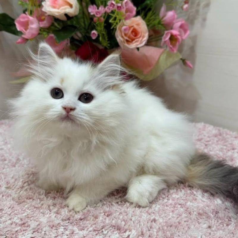 販売中の東京都のラガマフィン-136647