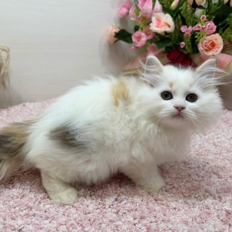 販売中の東京都のラガマフィン-136647の2枚目