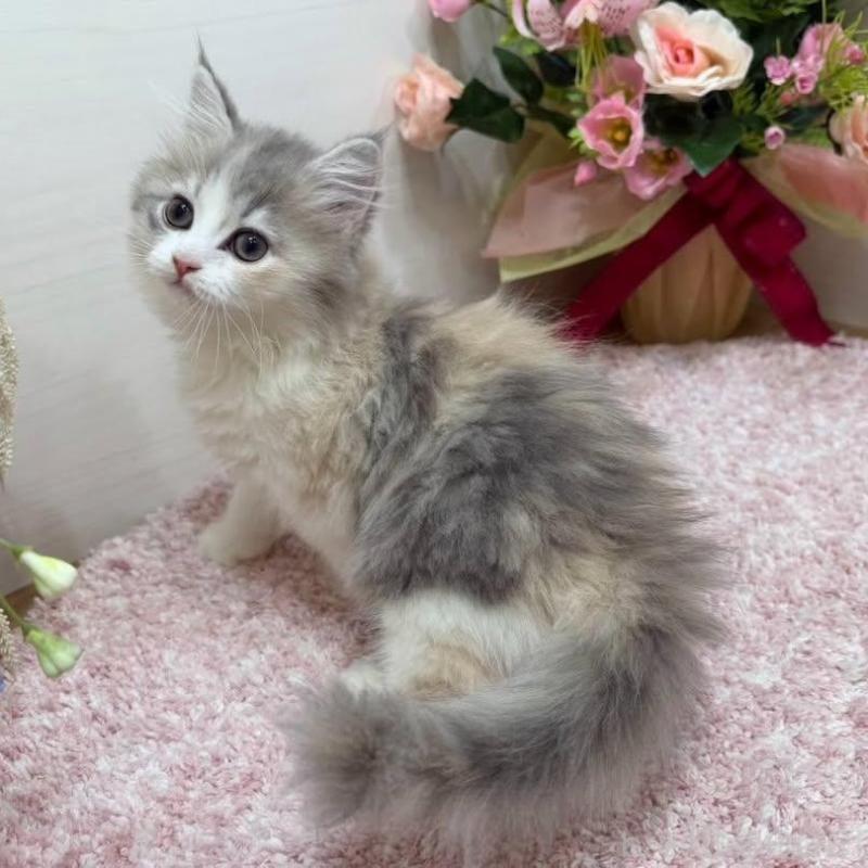 販売中の東京都のラガマフィン-136648の6枚目